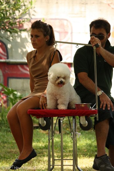 2012-07-01 B & B - Bedlington & Bichon Fun Day (321)_1000x1500.jpg